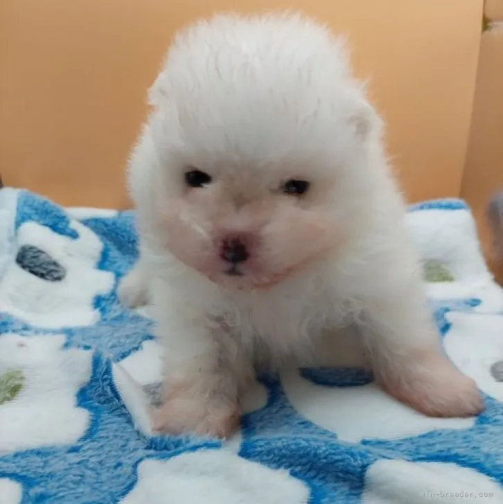 ID：2301-00322の子犬