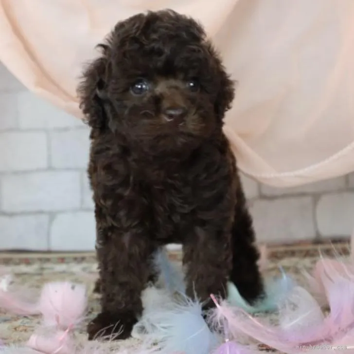 ID:2209-03626の子犬