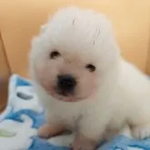 ポメラニアン【京都府・男の子・2022年12月12日・ホワイト】の写真1