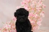 タイニープードル【京都府・女の子・2022年1月24日・ブラック】の写真3