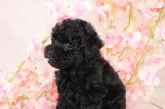 タイニープードル【京都府・女の子・2022年1月24日・ブラック】の写真4
