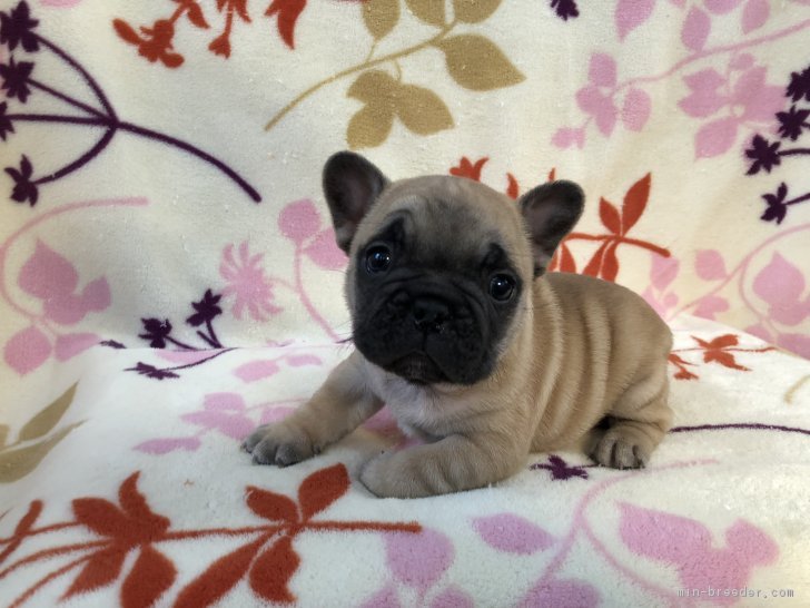 八須　富士美(はちす　ふじみ)ブリーダー(埼玉県・フレンチブルドッグなど・JKC登録)の紹介写真3