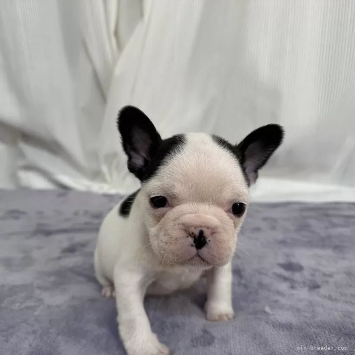 H&M 様のお迎えした子犬