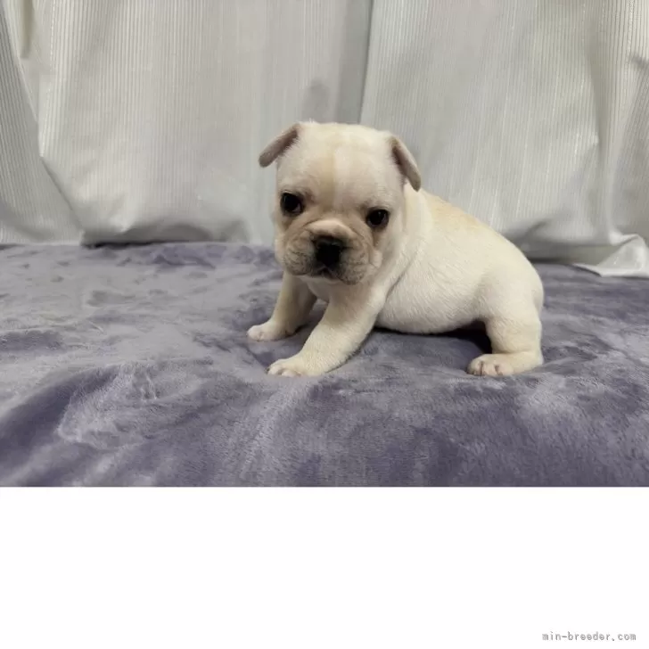 白龍パパ 様のお迎えした子犬