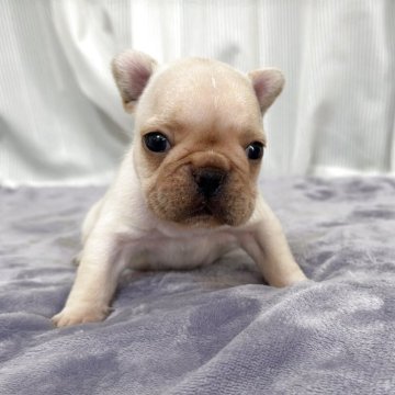 フレンチブルドッグ【埼玉県・女の子・2025年7月25日・クリーム】の写真「小柄な女の子(^ ^)」