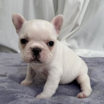 フレンチブルドッグ【埼玉県・男の子・2024年11月24日・クリーム】の写真「可愛い男の子‼️」