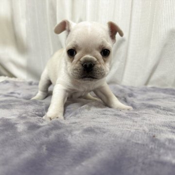 フレンチブルドッグ【埼玉県・男の子・2025年10月18日・クリーム】の写真「極上フレンチ生まれました‼️(^_^)v」