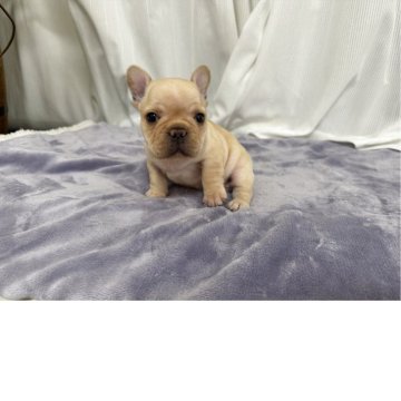 フレンチブルドッグ【埼玉県・男の子・2025年3月28日・クリーム】の写真「小柄で大人しい男の子‼️」