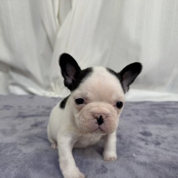 フレンチブルドッグ【埼玉県・男の子・2024年12月18日・パイド】の写真「貴重なパイドくん‼️」
