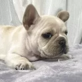 フレンチブルドッグ【埼玉県・女の子・2025年9月17日・クリーム】の写真8