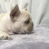 フレンチブルドッグ【埼玉県・女の子・2025年9月17日・クリーム】の写真9