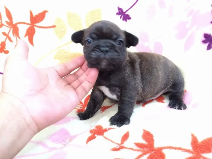 シンバMama 様のお迎えした子犬