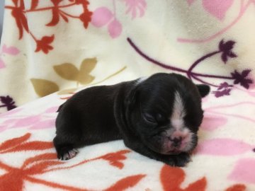 フレンチブルドッグ【埼玉県・男の子・2016年12月1日・ブリンドル&ホワイト】の写真「」