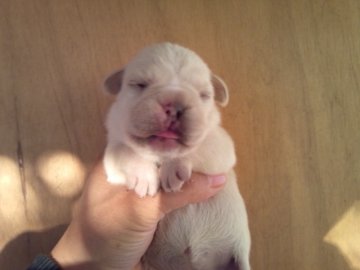 フレンチブルドッグ【埼玉県・女の子・2012年11月4日・クリーム】の写真「」