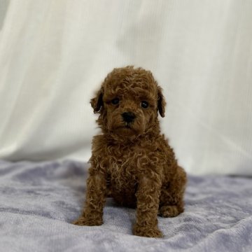 トイプードル(タイニー)【埼玉県・女の子・2024年2月9日・レッド】の写真「可愛いです♪」