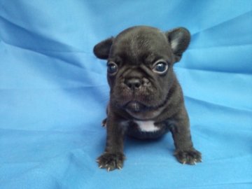 フレンチブルドッグ【埼玉県・男の子・2012年8月30日・ブリンドル】の写真「」