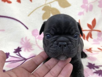 フレンチブルドッグ【埼玉県・男の子・2019年3月9日・ブリンドル】の写真「イケメンブラックなブリンドルちゃん！！」