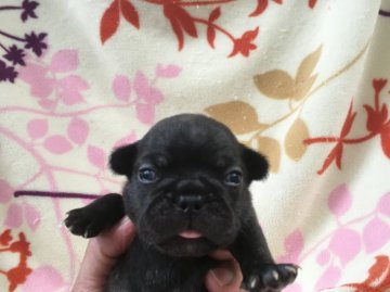 フレンチブルドッグ【埼玉県・女の子・2016年7月23日・ブリンドル】の写真「」