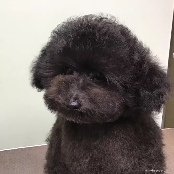 ID:2405-01721の子犬
