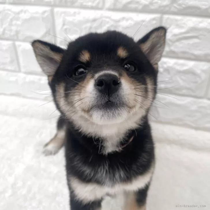 ID：2503-05010の子犬