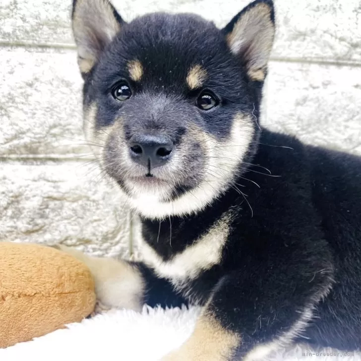 豆柴【茨城県・男の子・2025年8月28日・黒】の写真1