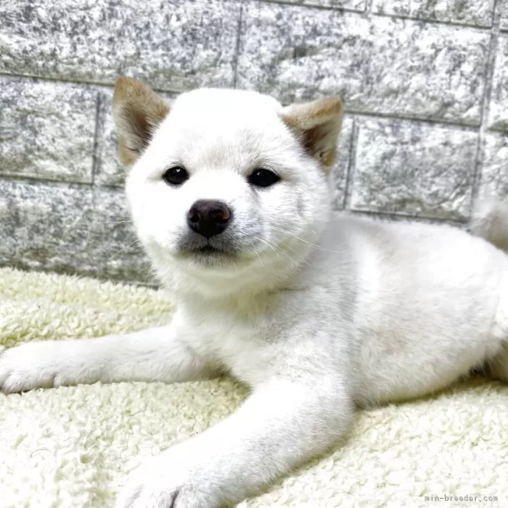 A.Y 様のお迎えした子犬