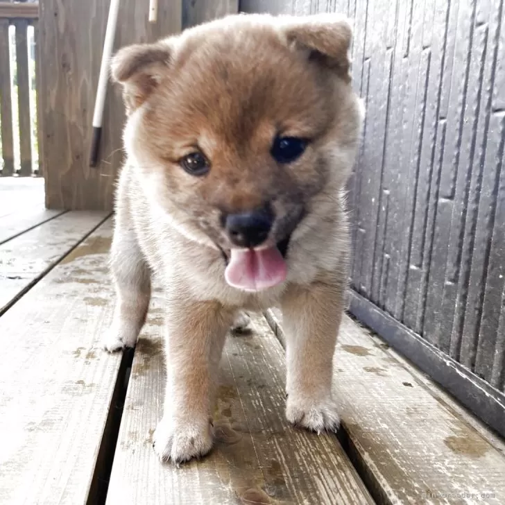 ID：2507-08640の子犬