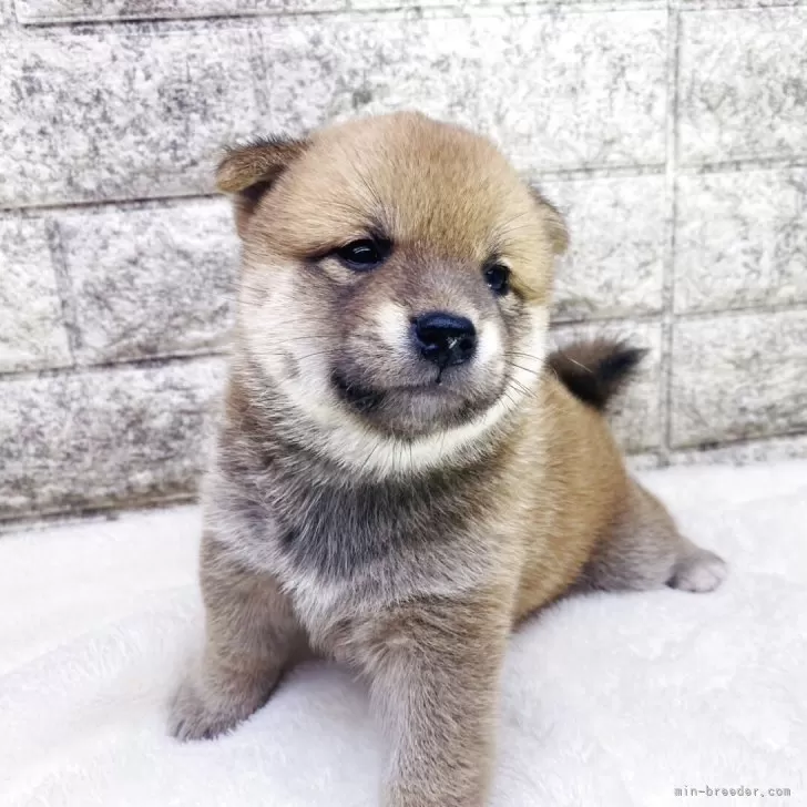 ID:2507-08633の子犬