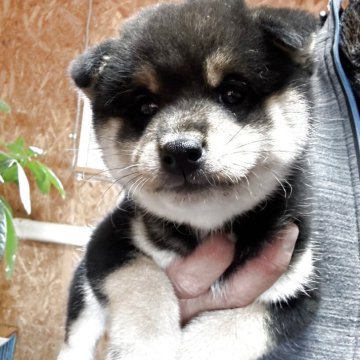 柴犬(標準サイズ)【茨城県・男の子・2025年10月31日・黒】の写真「頭も大きくて柄もパーフェクト💯💯」