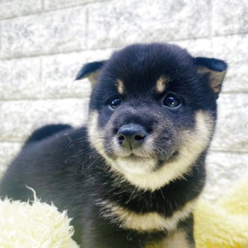 柴犬(豆柴)【茨城県・男の子・2025年8月28日・黒】の写真「これから柄も明るくなります😊」