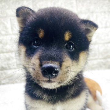 柴犬(豆柴)【茨城県・男の子・2025年8月23日・黒】の写真「柄がはっきりしていて可愛いですよ😍」