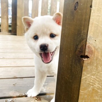 柴犬(豆柴)【茨城県・女の子・2025年8月14日・白】の写真「数少ない白豆👍可愛いですよか」
