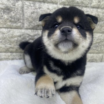 柴犬(豆柴)【茨城県・女の子・2025年2月16日・黒】の写真「⭐️新しい家族が決まりました🎉🎉」