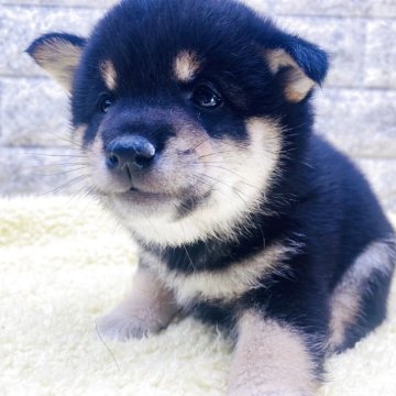 柴犬(豆柴)【茨城県・男の子・2025年8月28日・黒】の写真「これから柄が明るくなってきます😊」