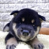 柴犬(豆柴)