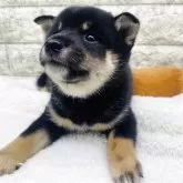 豆柴