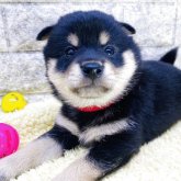 柴犬(豆柴)