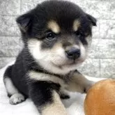 柴犬(標準サイズ)