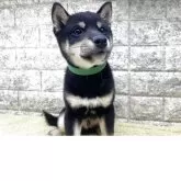 豆柴【茨城県・男の子・2025年8月28日・黒】の写真2