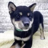 豆柴【茨城県・男の子・2025年8月28日・黒】の写真3