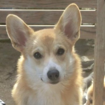 ウェルシュ・コーギー・ペンブローク【兵庫県・女の子・2025年4月15日・レッドホワイト】の写真「今回真っ黒なので唯一のレッドホワイトです。」