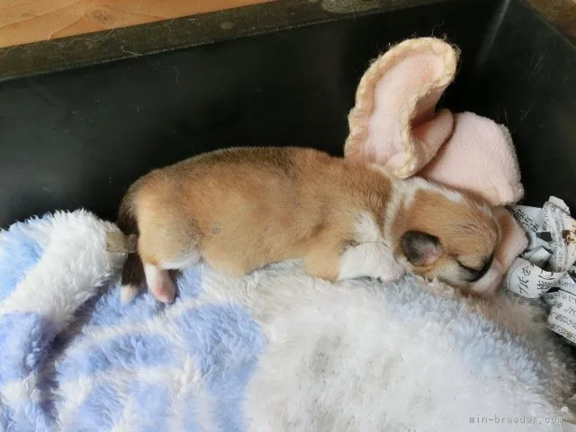 ID:1710-00015の子犬