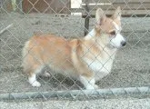 ウェルシュ・コーギー・ペンブローク【兵庫県・女の子・2019年10月21日・レッドホワイト】の写真4「パパ　チャンピオン」