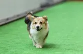 ウェルシュ・コーギー・ペンブローク【兵庫県・女の子・2017年9月20日・レッドホワイト】の写真5「1歳になったお父さんが同じダッシュの子さとです。しっぽ付き」