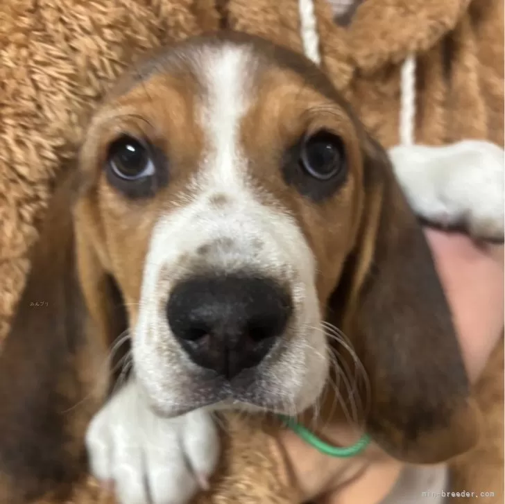 ID:2501-08029の子犬