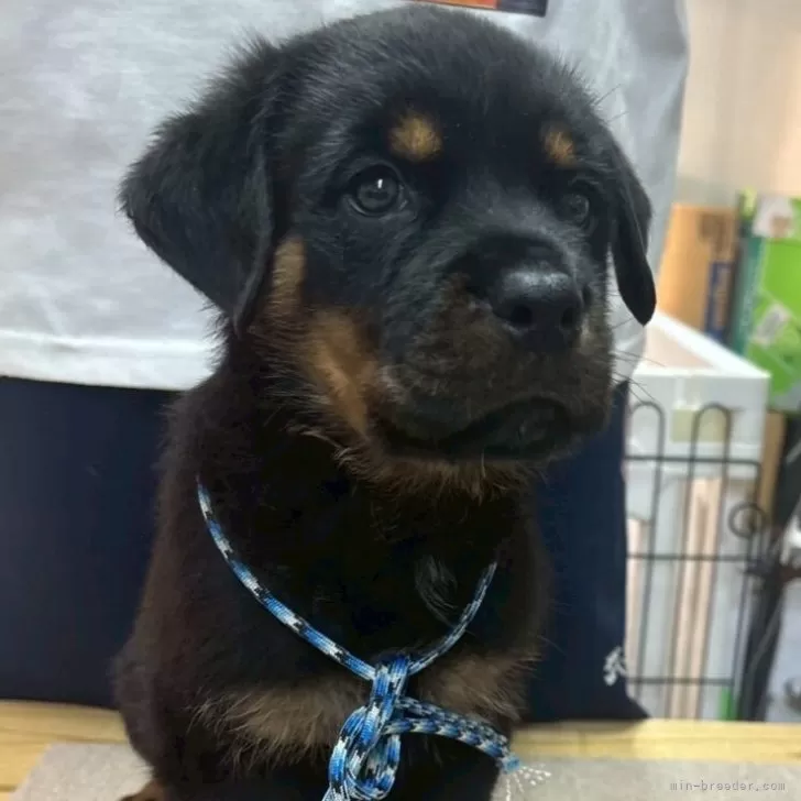 ID:2508-05211の子犬