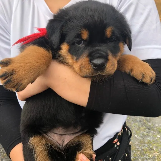 ID：2002-02328の子犬