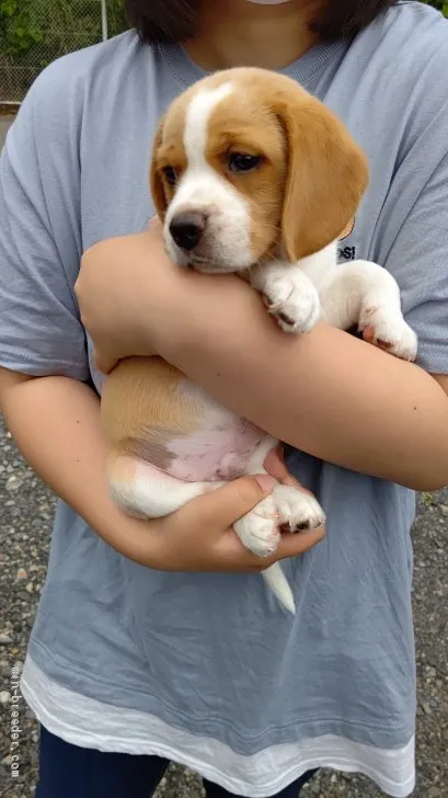 ID：2106-01848の子犬
