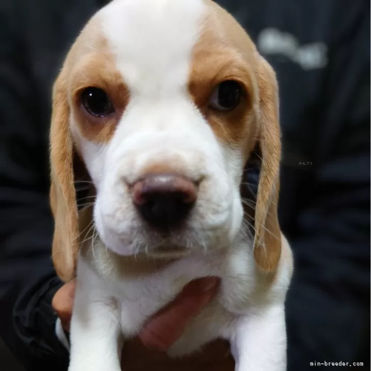 ID:2406-01660の子犬