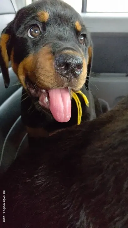 ID：2107-01086の子犬